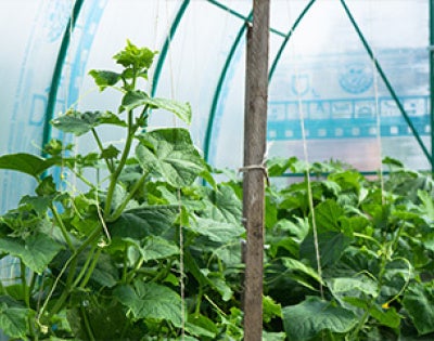 urban-farm