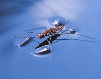 water-strider-feat