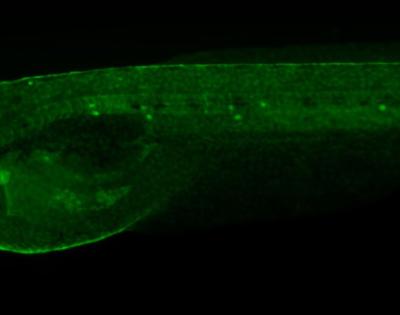 zebrfish_green