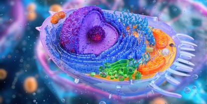3D illustration of a human cell structure.