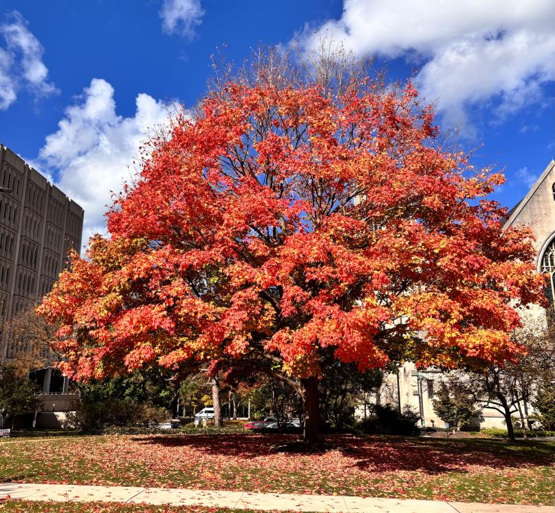 A large tree with bright red leaves near Case Quad on a sunny day.