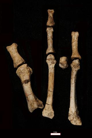 Photo of bones from the Burtele Foot