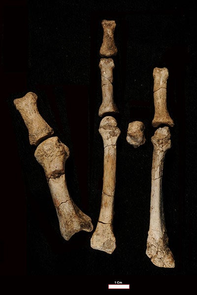 Photo of bones from the Burtele Foot