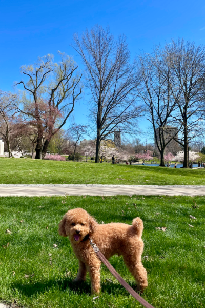 A small red dog stands on green grass with leafless trees and a blue sky behind it.