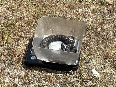 A rattlesnake sitting inside a container on the ground