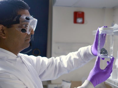 A laboratory worker in safety goggles and purple gloves inspects a clear specimen container.