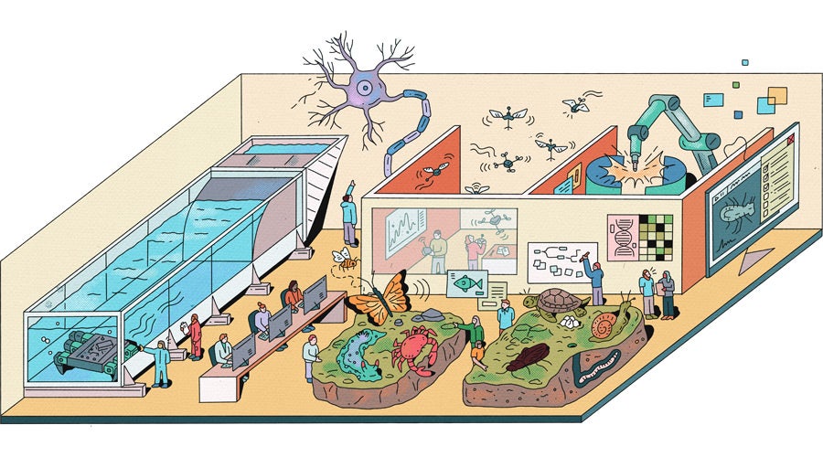 Illustration of a neurorobotics lab in the Roger E. Susi Interdisciplinary Research Building, with a large water tank, robotic arms, small flying winged robots, and researchers working at computers. A giant neuron stretches across the back wall and in the center, two raised blocks of soil show a butterfly, crab, sea slug, turtle, snail, beetle, and worm. 