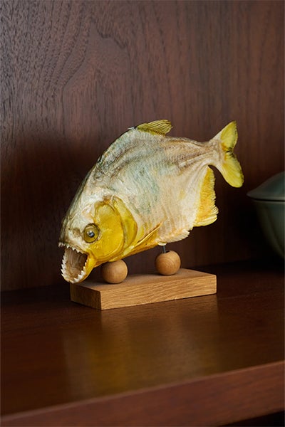 A preserved silver-and-yellow fish with an open mouth rests on a small wooden stand against a dark wood wall, creating a quiet, natural-history display.