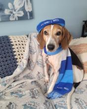 Coonhound dog sitting on a couch wearing a CWRU School of Medicine branded hat and scarf
