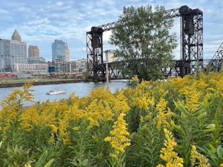 Cleveland bridge with flower field