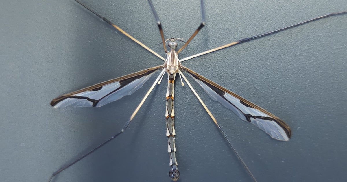 Could a crane fly’s nervous system inspire new technology to help humans?