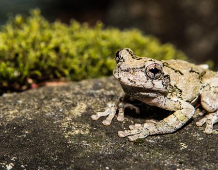 Photo of a gray tree frog on a rock