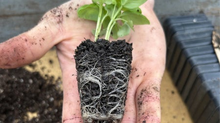 Close up of a seedling