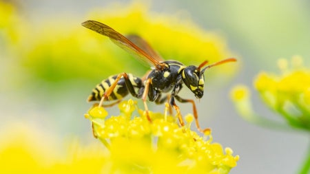 Close up of a yellow jacket wasp