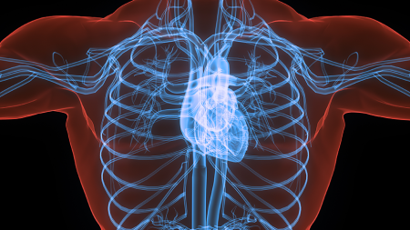 Illustration of a human chest showing the heart, lungs, rib cage and major blood vessels.