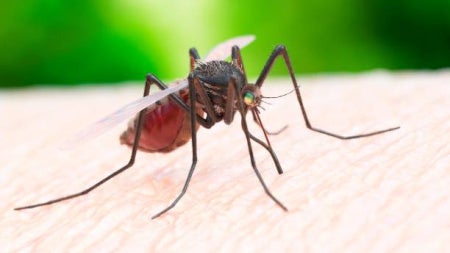 Image of a mosquito