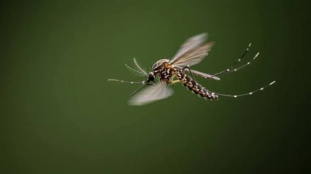 Image of a mosquito