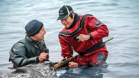 Two men in wetsuits in the water with a narwhal, with one man holding the narwhal's tusk