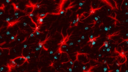 astrocytes
