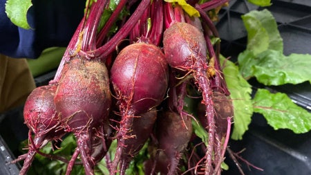 beets