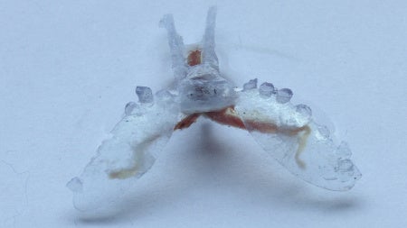 biobot