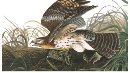 Audubon's Birds of America
