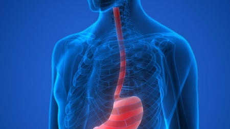 esophagus