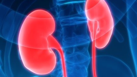 kidneys