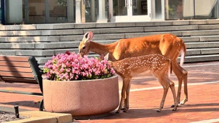 mahika-krishnamoorthi-5