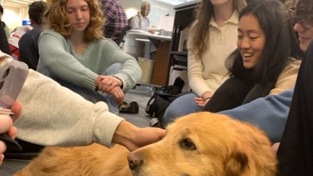 therapy-dogs