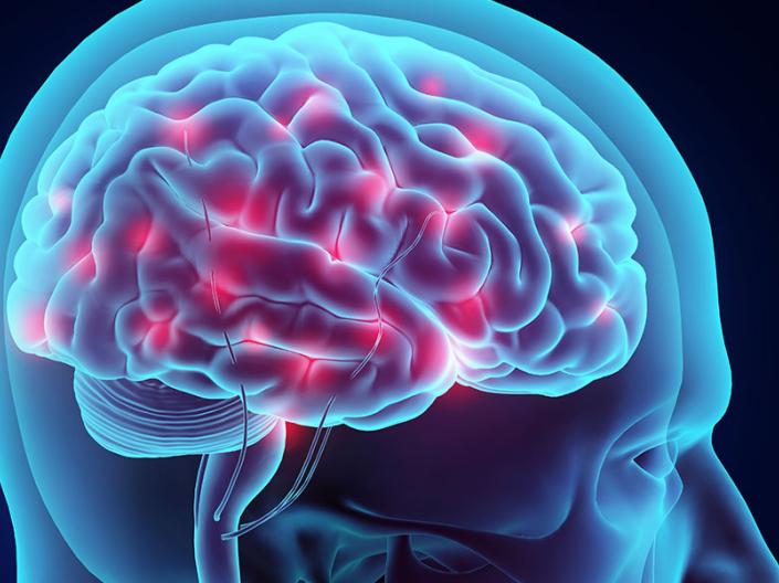 brain