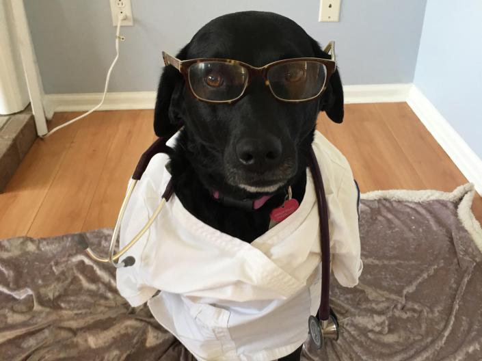 Picture of Harley the dog dressed in a nurses uniform.