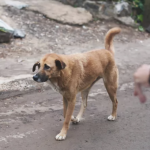 Stock image of a stray dog, as an expert weighed in on whether it's safe to pet strays if you wash your hands after
