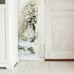 Moldy Basement