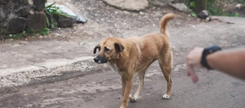 Stock image of a stray dog, as an expert weighed in on whether it's safe to pet strays if you wash your hands after