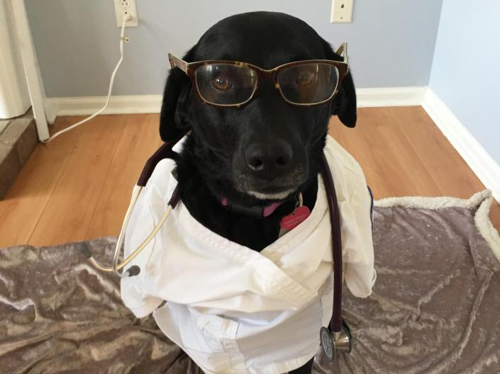 Picture of Harley the dog dressed in a nurses uniform. 