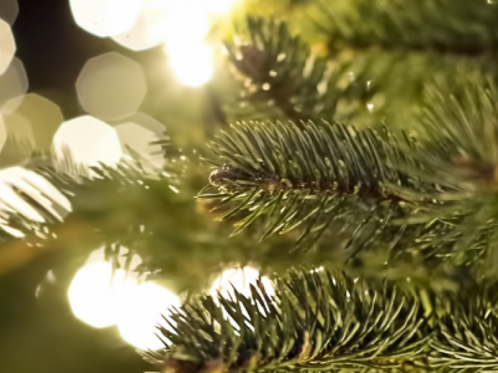closeup of pine tree with lights