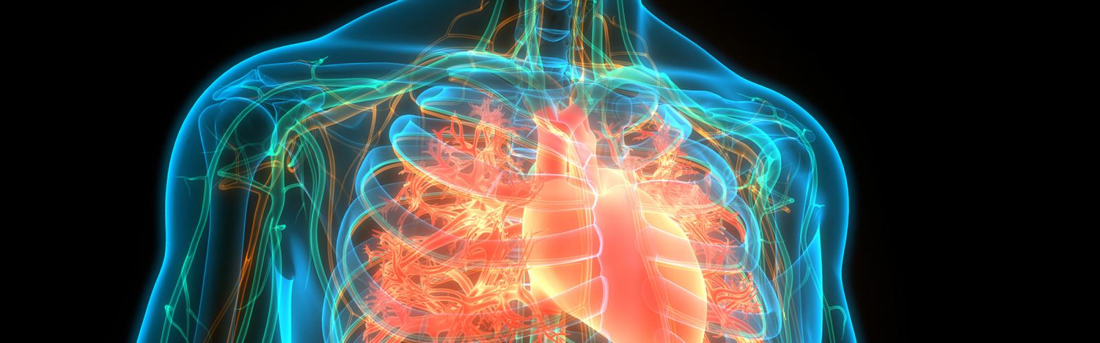 A 3D rendering of the cardiac system