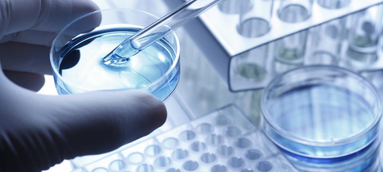 Scientist taking a sample out of a petri dish using a pipette