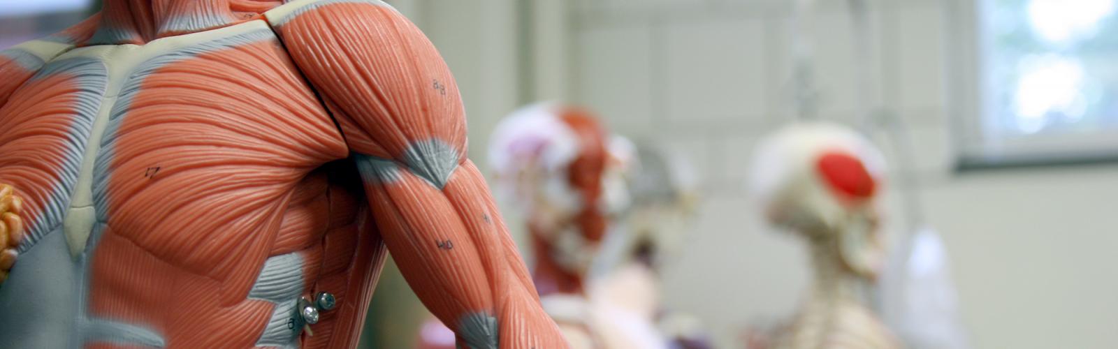 Human Arm and Torso of an Anatomical Model 