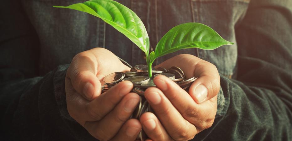 Person holding a baby plant