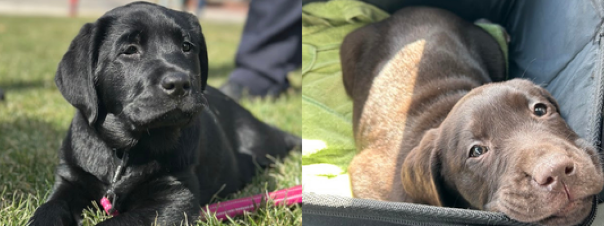 K9 Athena & Millie