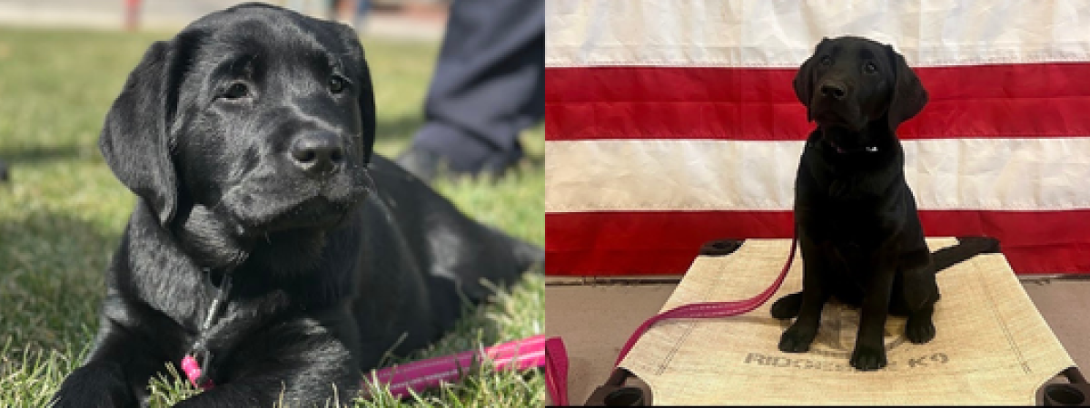 K9 Athena Header