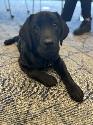 K9 Athena