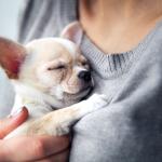support dog