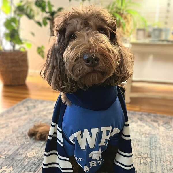 A brown dog poses indoors wearing a branded CWRU t-shirt and scarf for a photo contest.