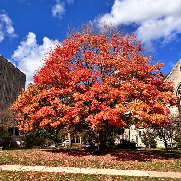 A large tree with bright red leaves near Case Quad on a sunny day.