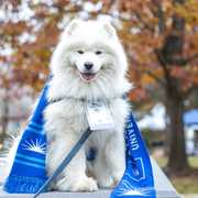 It's Dress Up Your Pet Day, and we want to see your furry friends in CWRU gear 💙👀 Make your submission at the link in our bio 🔗