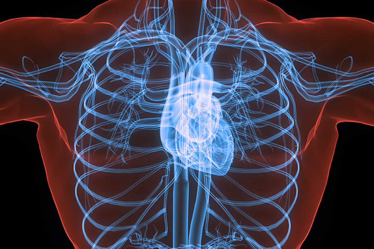 Illustration of a human chest showing the heart, lungs, rib cage and major blood vessels.