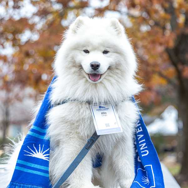 A fluffy white dog in a CWRU scarf and wearing a nametag that says, “Kilo.”